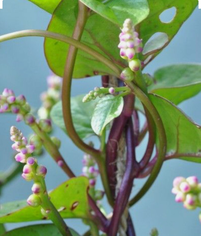 30 Red Malabar Spinach Seeds-NON GMO-Open Pollinated-Organic.