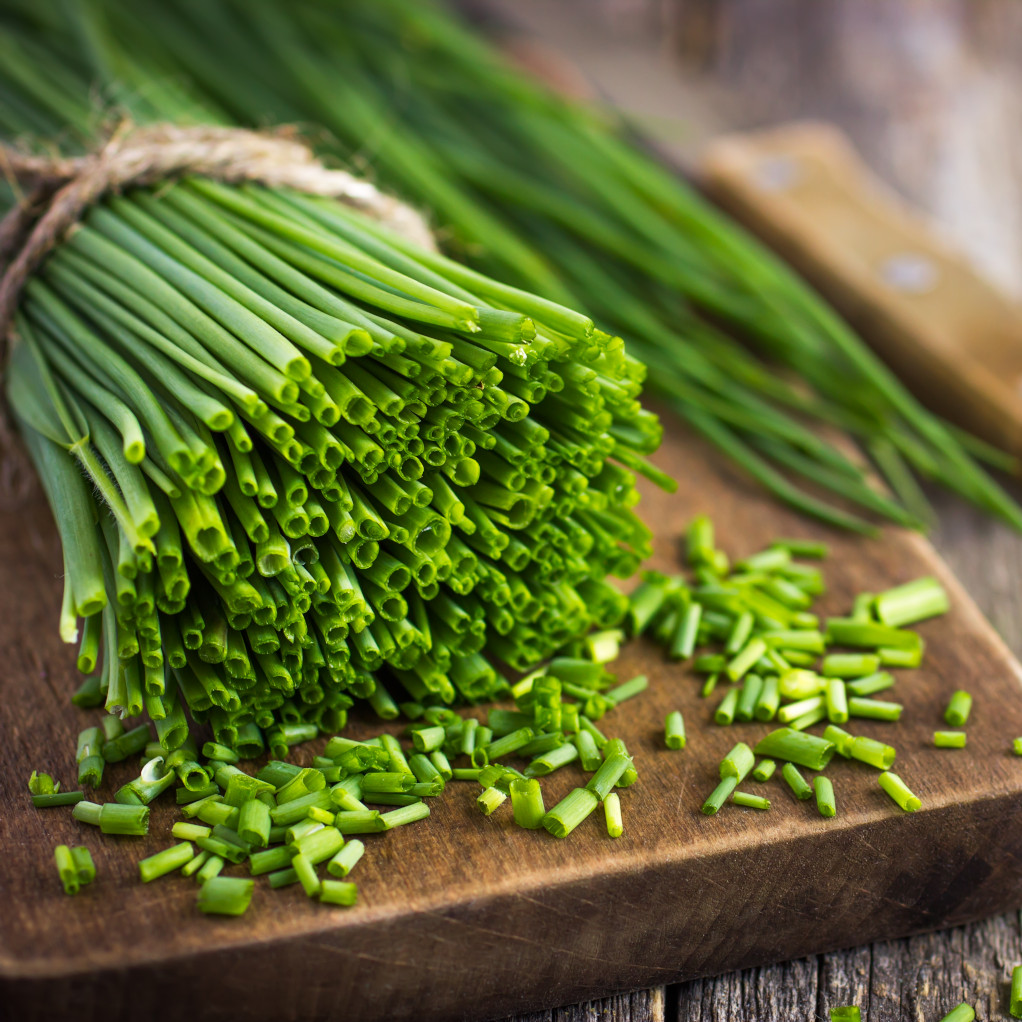 Chives Seeds Allium schoenoprasum Free Shipping!