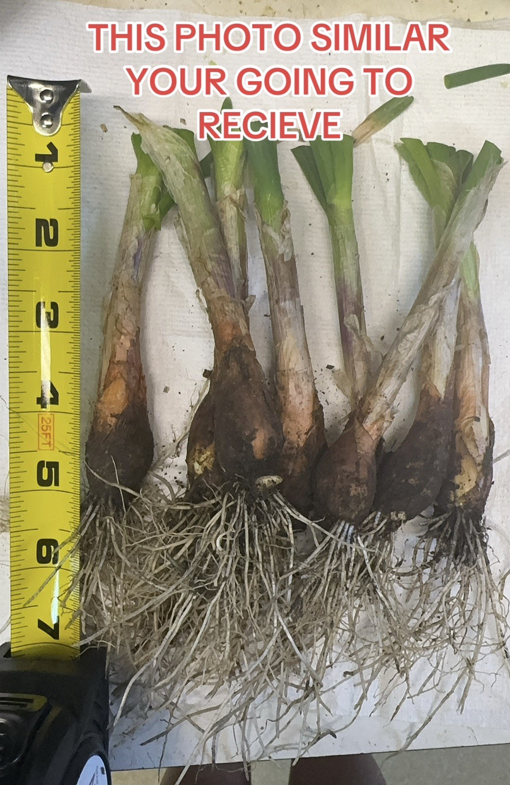 Egyptian Walking Onion Top Set Cluster of 12 plants matured plants see read