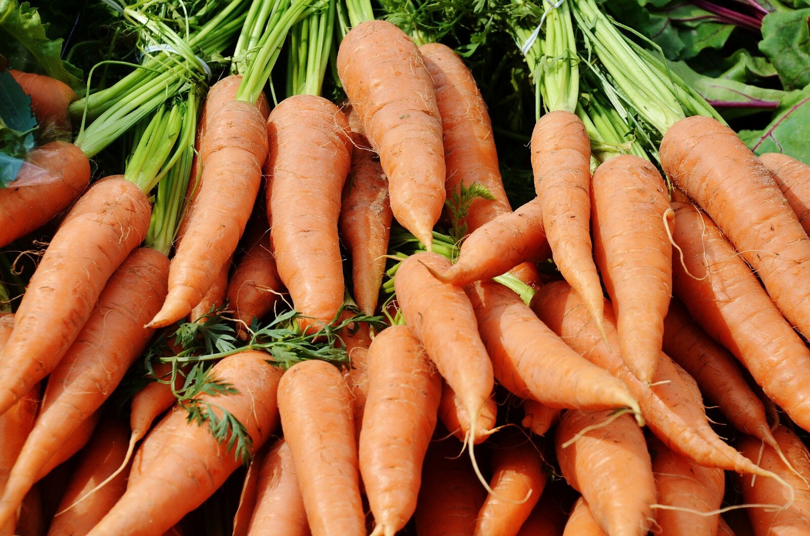 Vegetable Seeds -Danvers Half Long Carrot- 500 Heirloom Seeds Sweet Crunchy