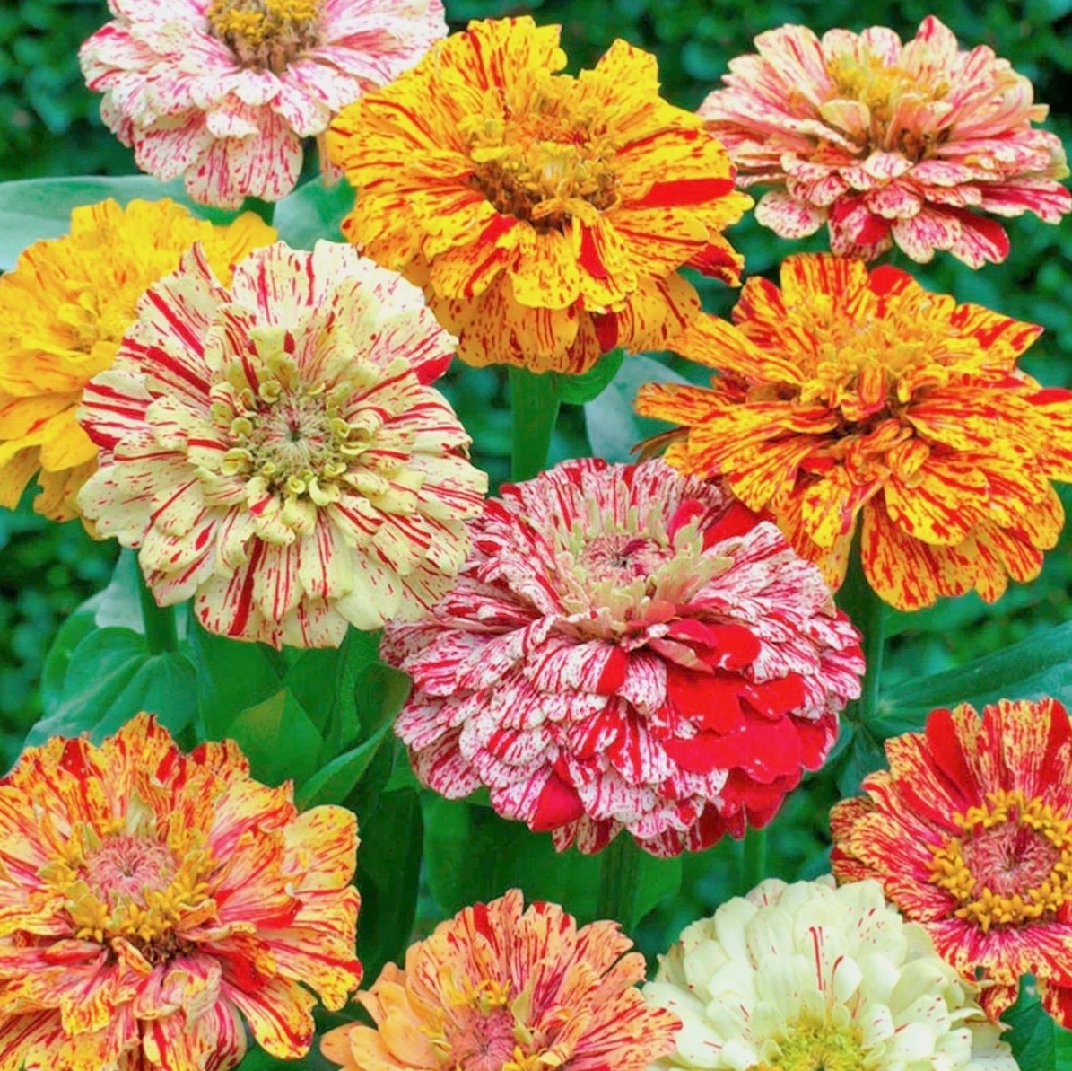 Peppermint Candy Stripe Zinnia | FRESH Seeds | Large Double Blooms | USA Seller