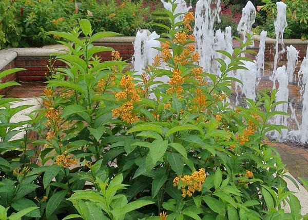 Cestrum auriculatum | Orange Peel or Zest | 5 Seeds