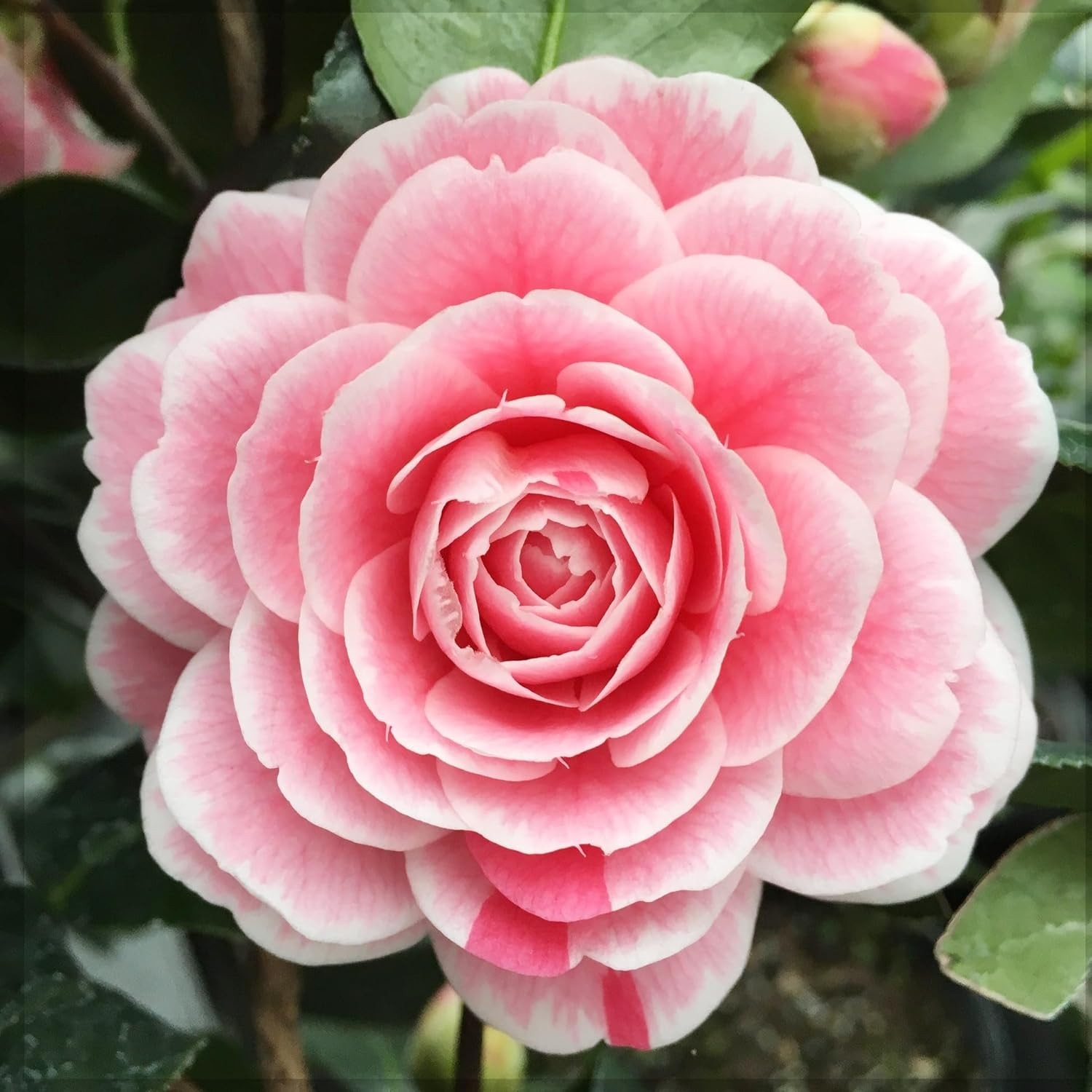 20+ Mixed Camellia Seeds for Planting-Camellia Shrub Impatiens Balsamina Flow…