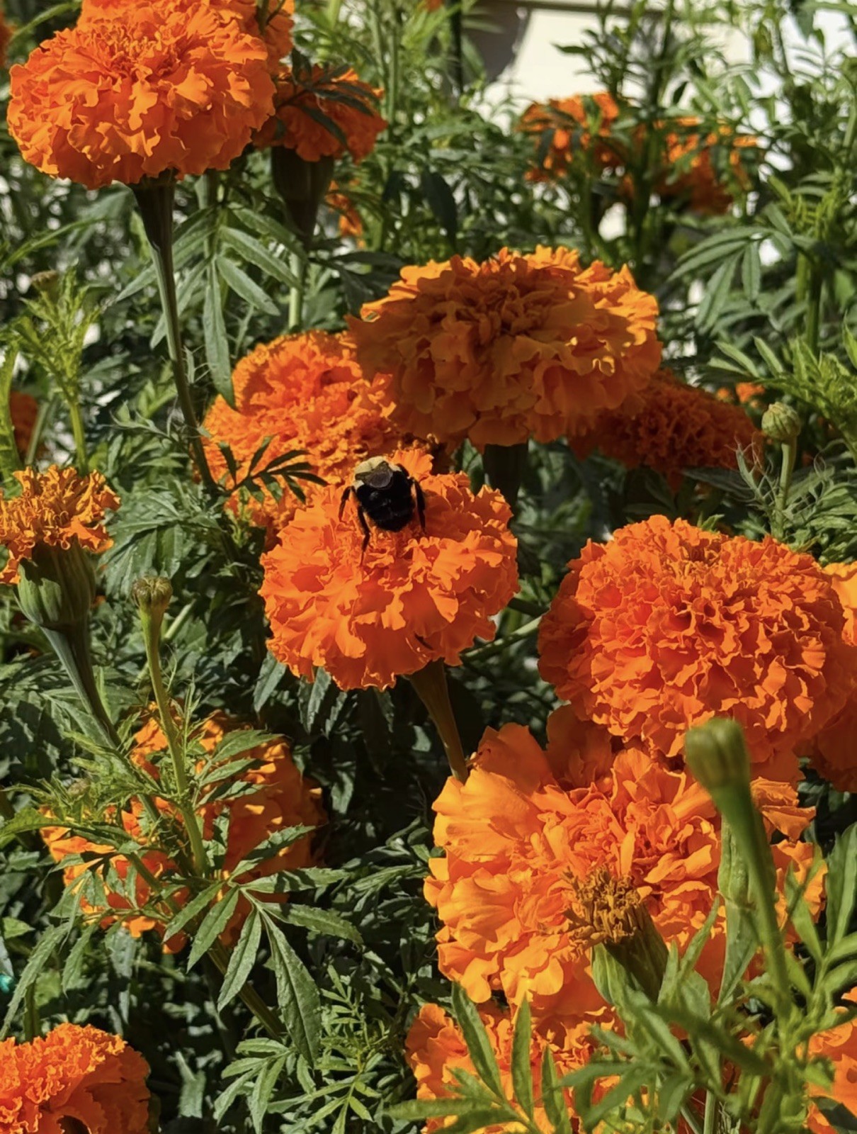 Cempasúchil Mexicano 🇲🇽 -300 Semillas (Mexican Marigold – 300 Seeds)