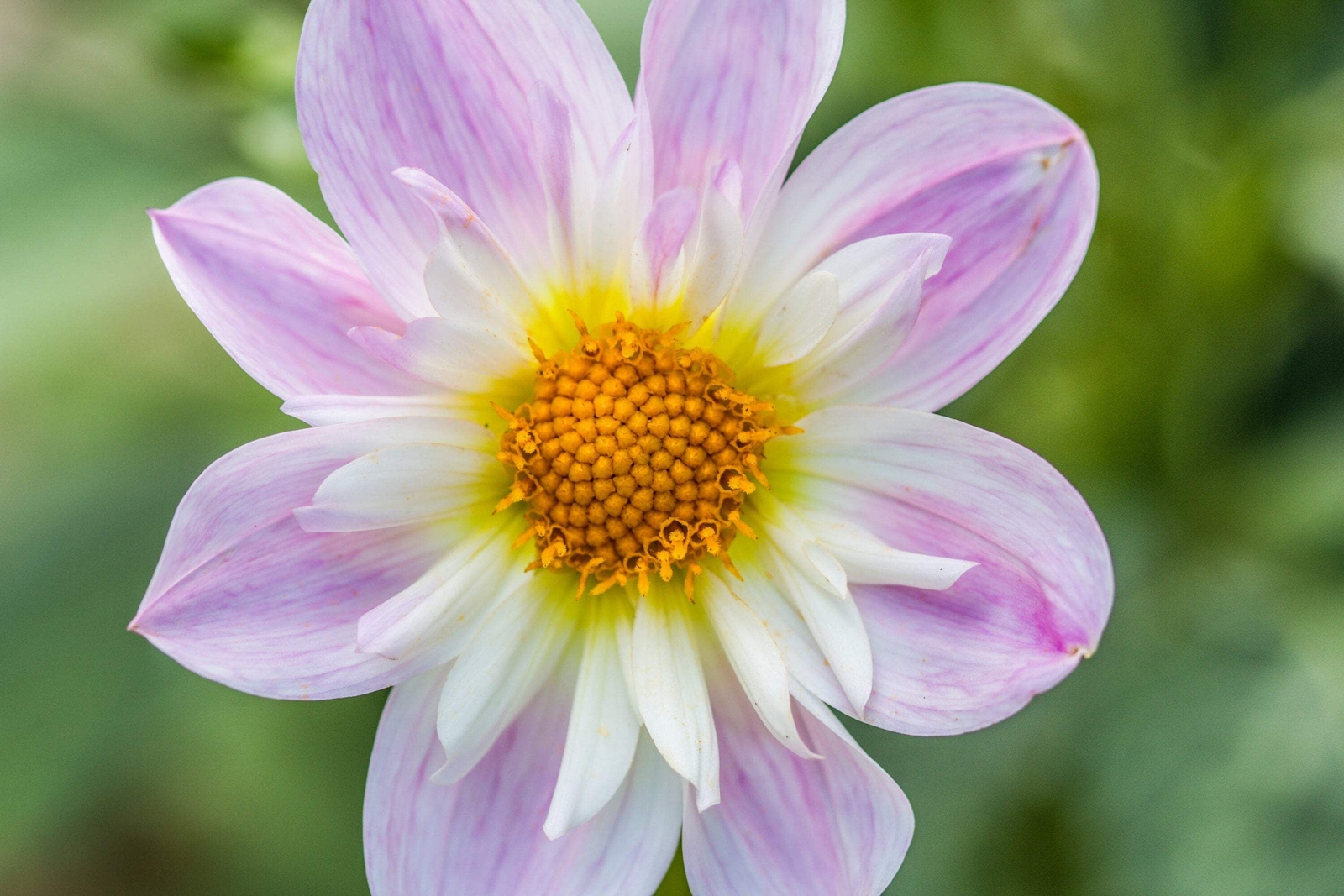 50 MIXED COLLARETTE DAHLIA Variabilis Two Tone Red Pink Yellow Flower Seeds