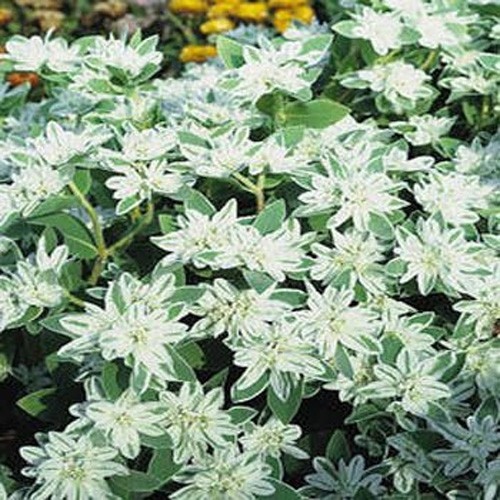 500 Seeds Drought Tolerant Euphorbia Marginata Early Snow Garden Flower Plant