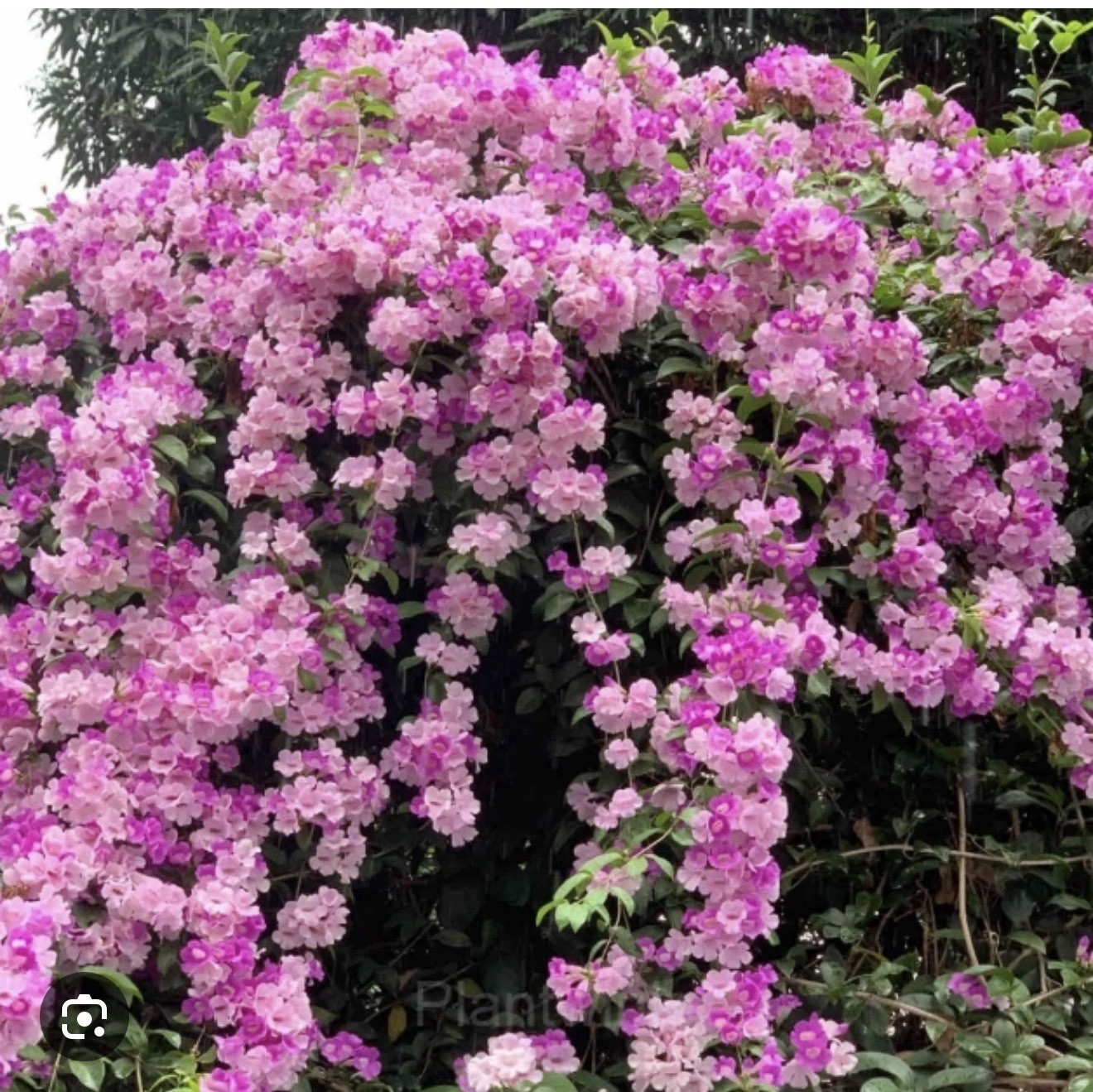 4” Pot of Garlic Vine Mansoa Alliacea-Rooted Starter Plant-Pinkish/Purple Blooms