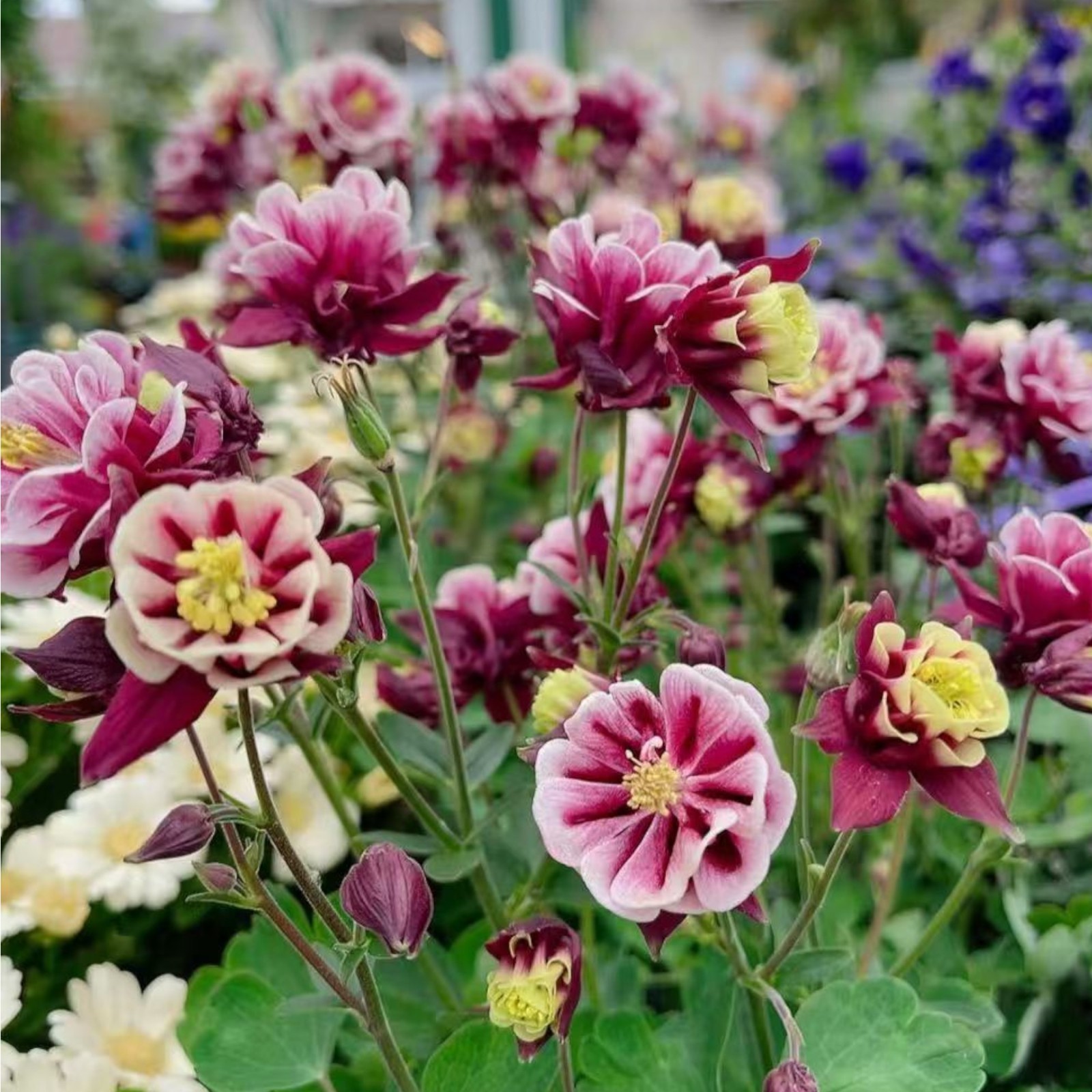 1000 Red & White Columbine Seeds – Striking Bicolor Blooms for Perennial Gardens