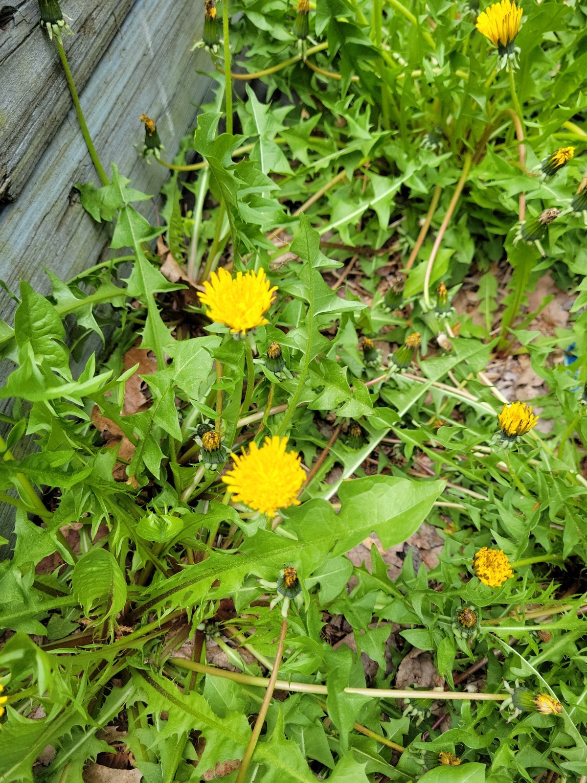 2000+ SEEDS – Dandelion BULK! perennial yellow flower USA