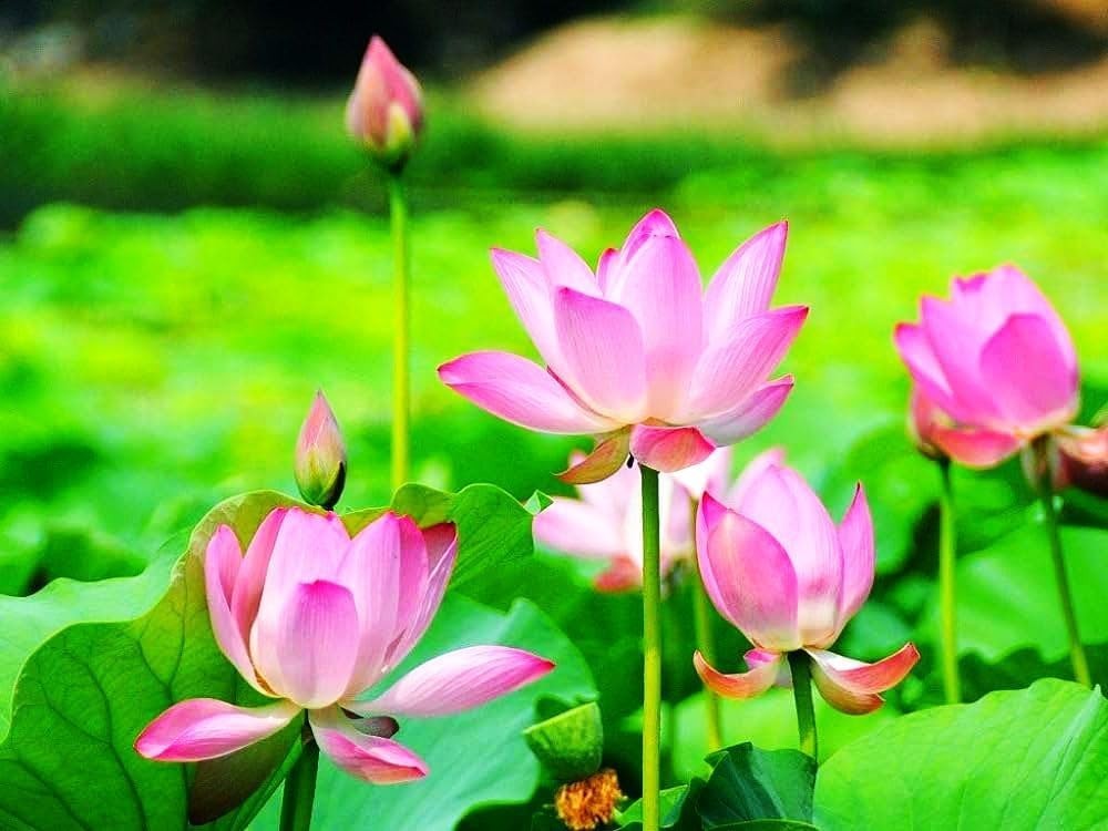 30 Heirloom Mixed Water Lily & Lotus Seeds – Attract Pollinators to Your Pond