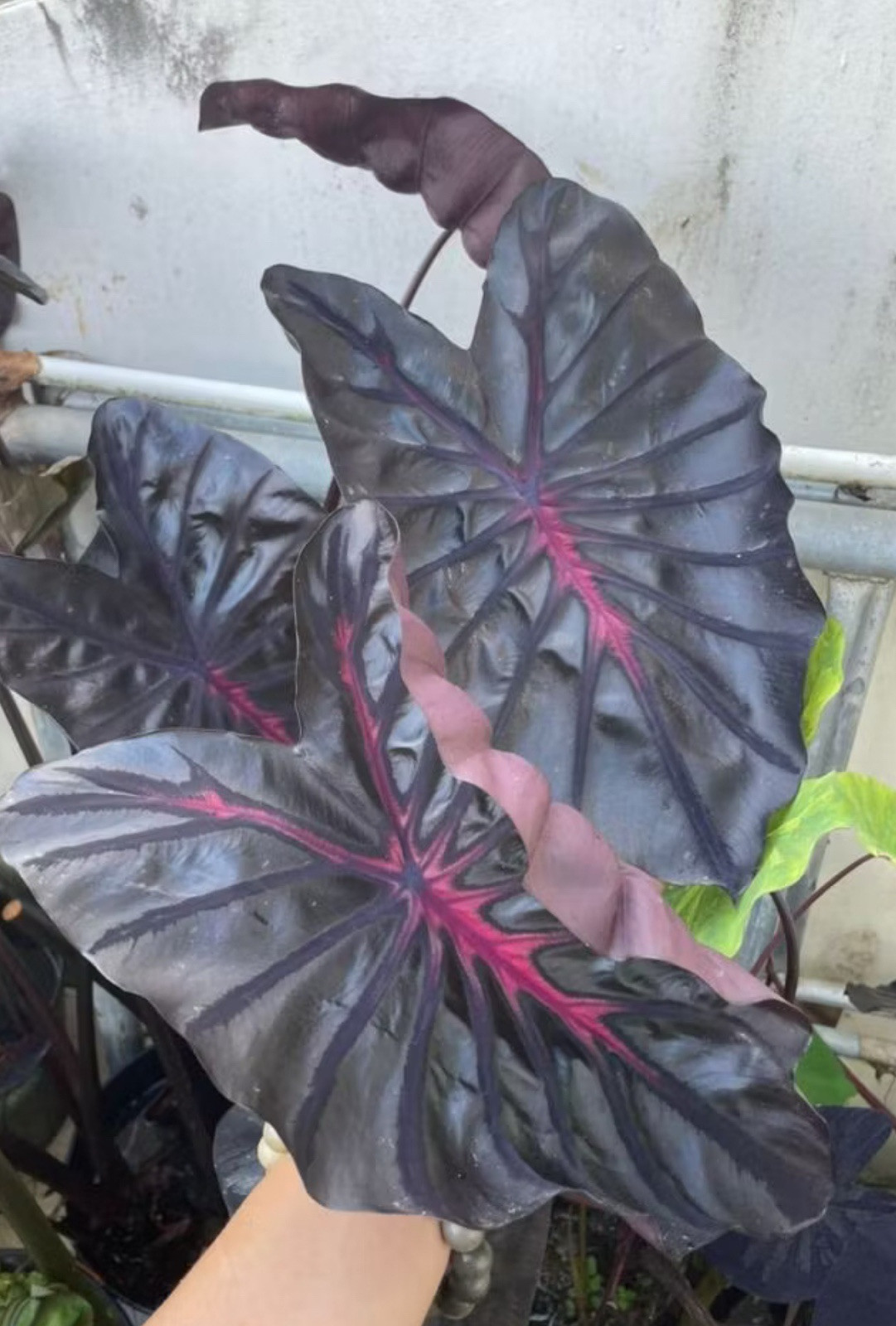 AUTHENTIC Colocasia Inferno Fall1 bulbs