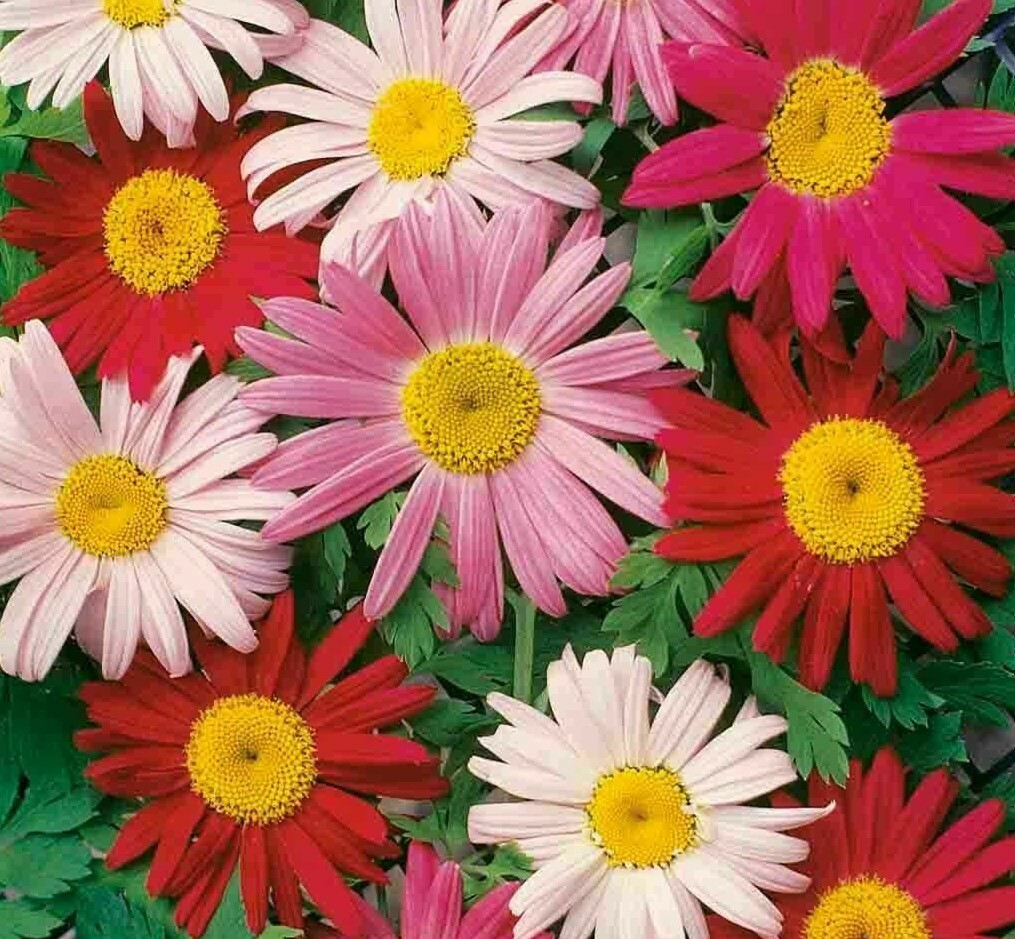 PAINTED DAISY FLOWER SEEDS 200+ PERENNIAL bees BUTTERFLY garden FREE SHIPPING