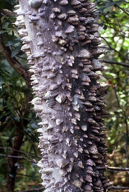 20 HERCULE’S CLUB TREE SEEDS (Zanthoxylum clava-herculis) Prickly Ash Fast Rare