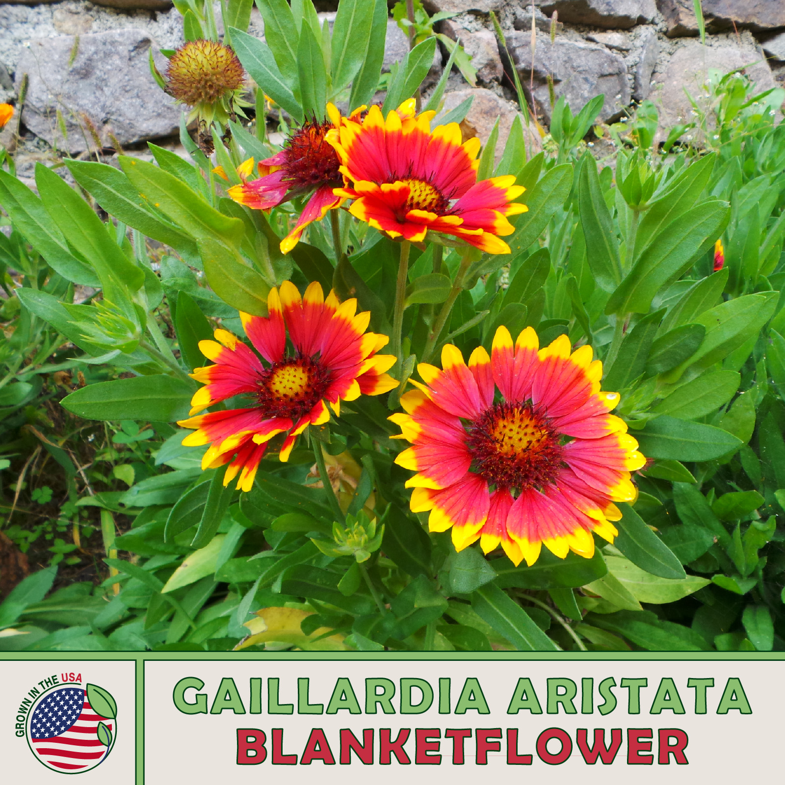 200 Blanketflower Seeds, Gaillardia aristata, Native Pollinator Wildflower