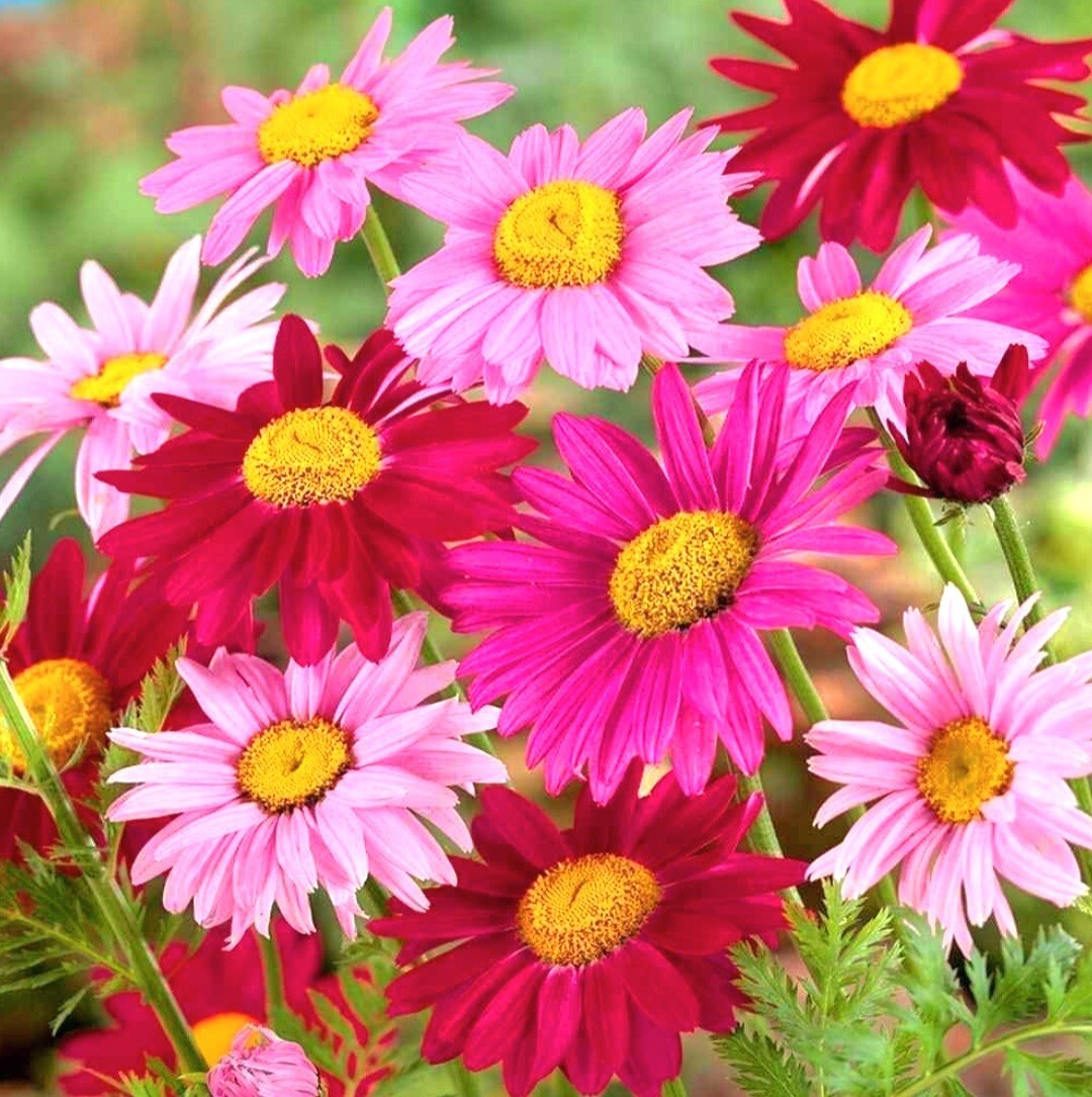 Pyrethrum SeedsTanacetum Chrysanthemum Painted Daisy Fresh Garden Seeds Heirloom