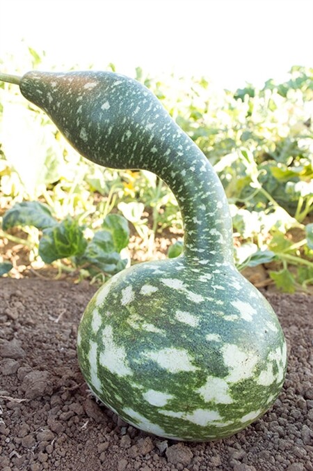 Speckled swan 10 – 50 Seeds Gourd Heirloom pretty unusual arts & crafts