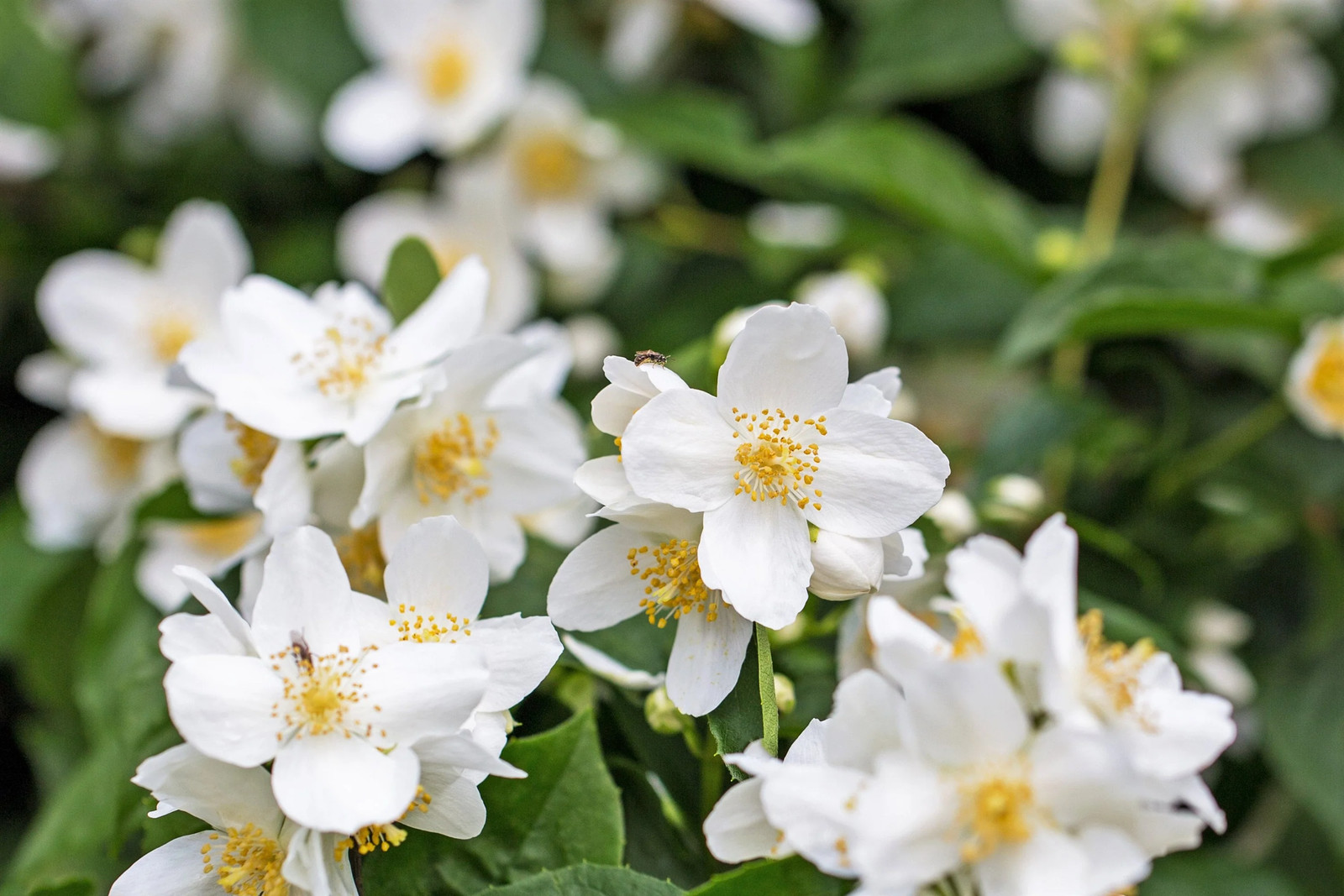 40 WESTERN MOCK ORANGE Philadelphus Lewisii Native White Flower Shrub Seeds
