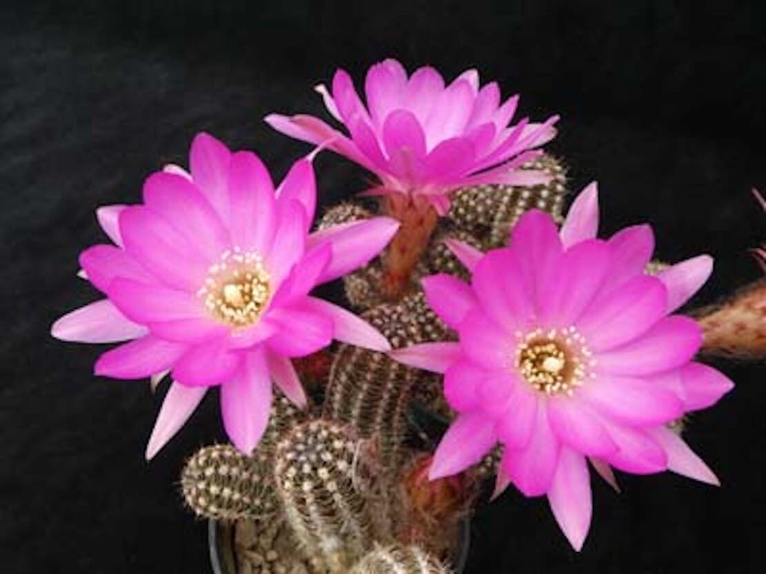 Chamaelobivia (Peanut Cactus) “Shooting Star” Cactus Seeds (100 Seeds)