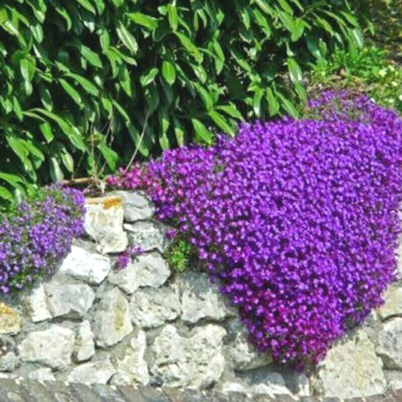 501+PURPLE ROCKCRESS Flower Seeds Drought Heat Cold Groundcover Container Easy