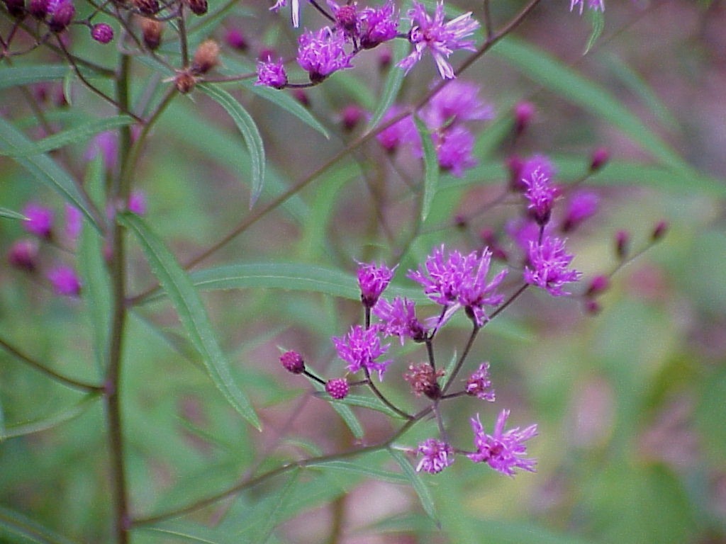 Giant Ironweed Seeds (Vernonia gigantea) ✤ 50 Seeds