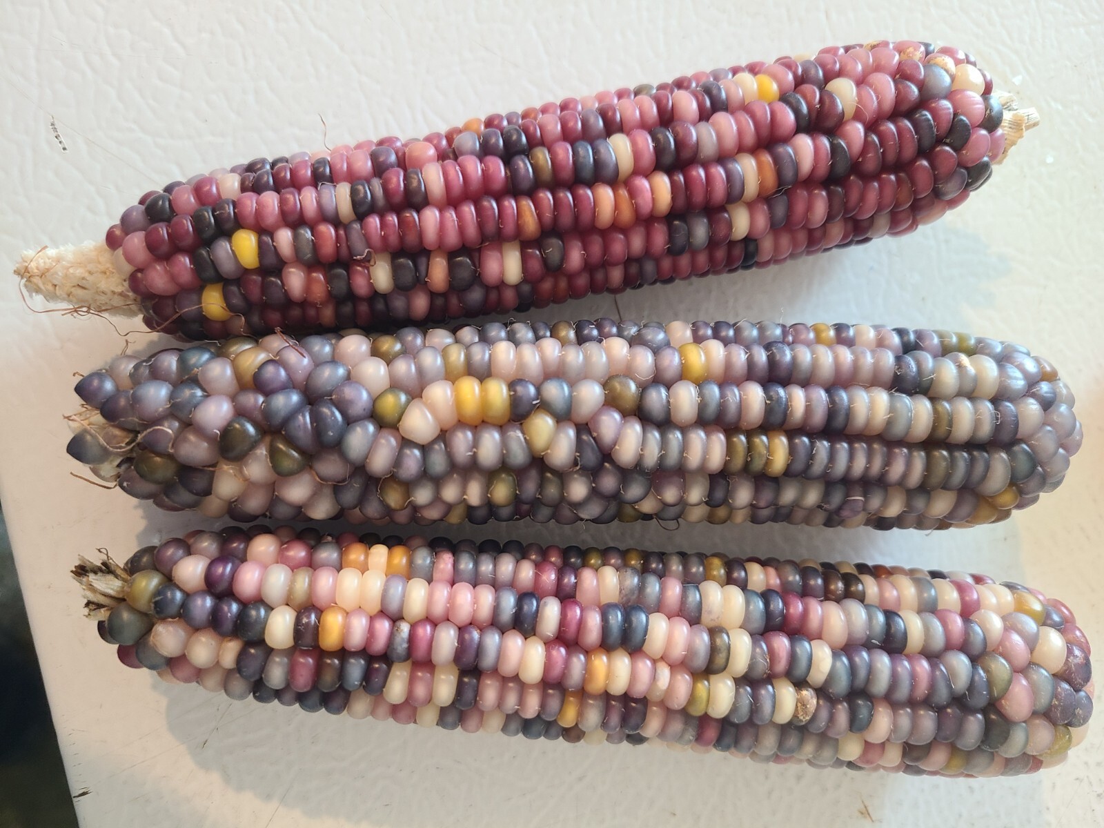 Heirloom Glass Gem Corn Seeds – 4 ounces of beautiful multi-colored corn seed