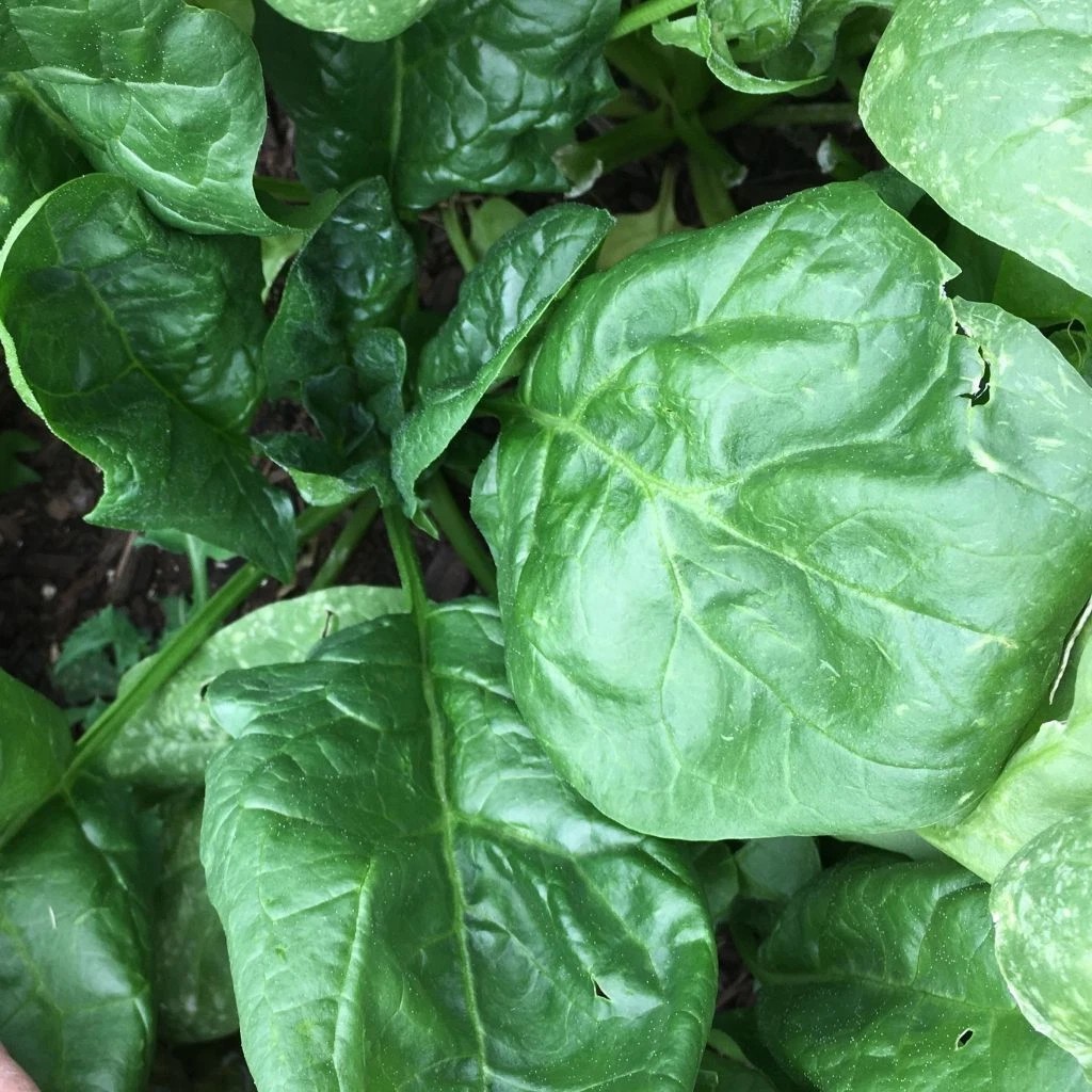 Giant Nobel Spinach Seeds, NON-GMO, ORGANIC, HEIRLOOM – Free Shipping!