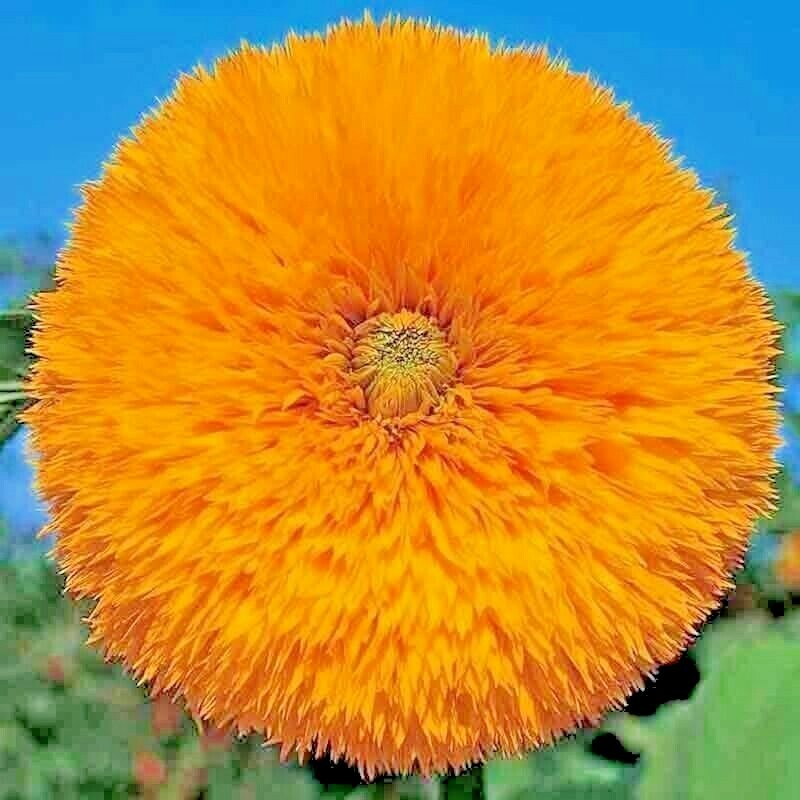 50+ DWARF TEDDY BEAR SUNFLOWER SEEDS SPRING MIX HEIRLOOM NON-GMO FLOWER BEES US