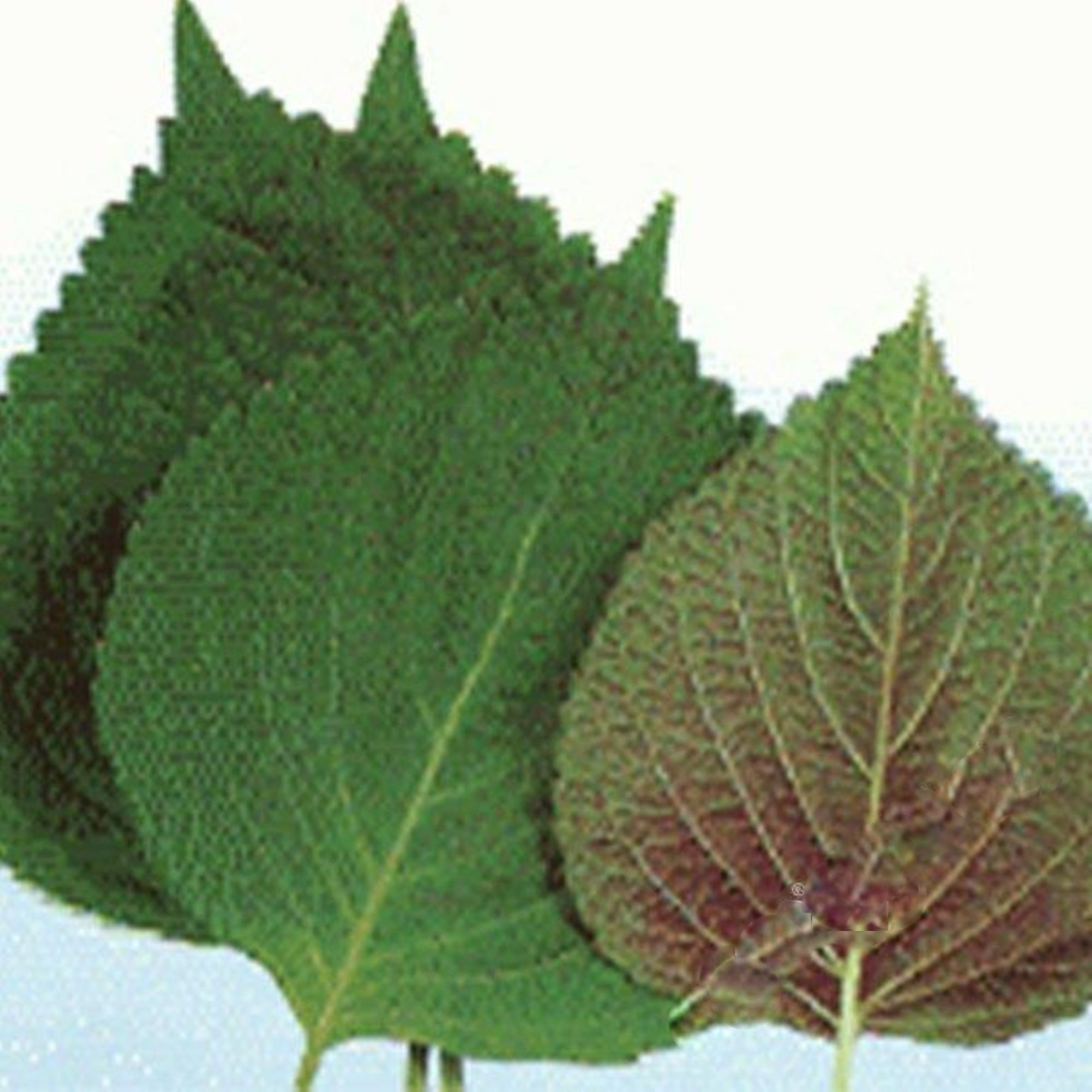 Heirloom Korean Shiso (Perilla) – Asian ! Cooking ! Tasty ! Fresh ! Herb !