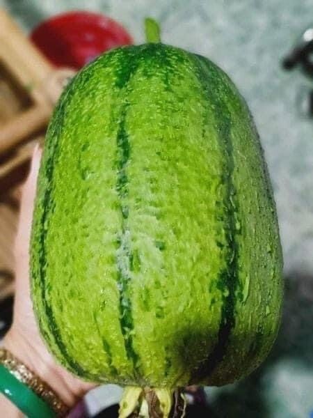 5 PCS TAIWAN APPLE LUFFA F1 SUPER SWEET , 蘋果絲瓜, MƯỚP TÁO GIÒN NGỌN