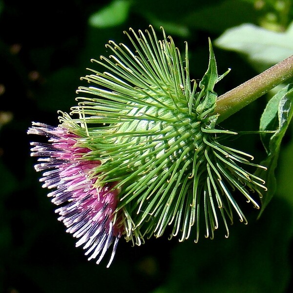 30 Arctium lappa ‘Takinogawa Long Burdock’ – Gobo Seeds – Medicinal Herb