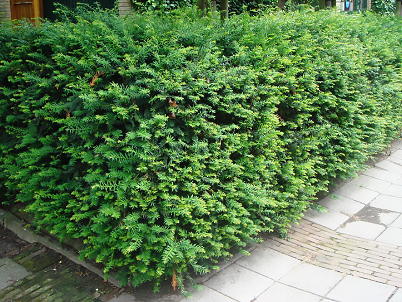 English Yew, Taxus baccata, Tree Seeds (Evergreen, Topiary, Bonsai)
