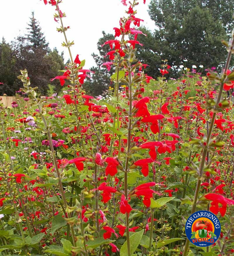 Sage RED SCARLET SALVIA Annual, Perennial Hummingbird Flowers Non-GMO 300 Seeds