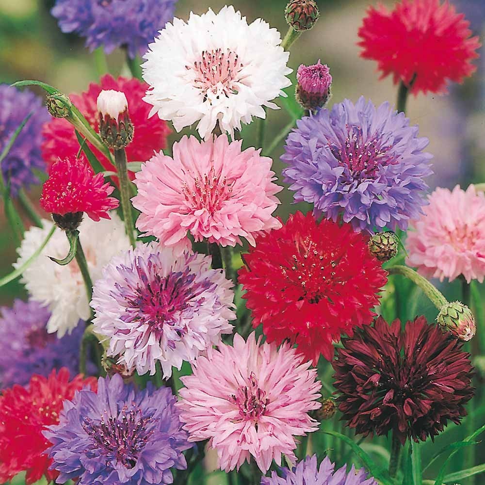 400 ~ Bachelor Button (Centaurea Cyanus), Dwarf Polka Dot Mix Seed