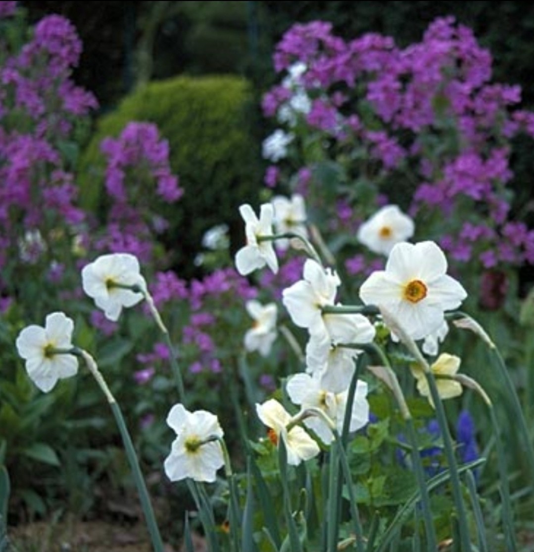Easy to Grow Narcissus Daffodil Geranium 10 Bulbs, Spring Flower Zones 4-8