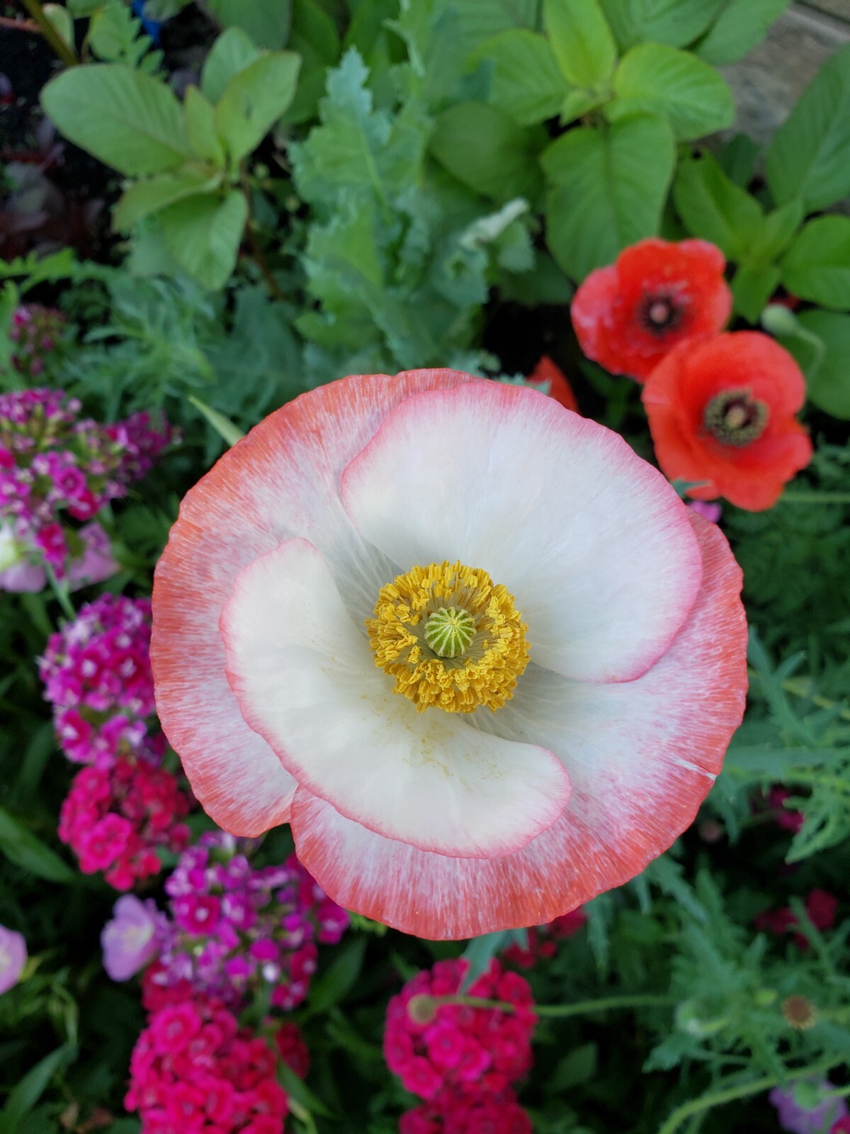 Mixed Poppy Seeds Several Varieties 100-200 Count *Free Shipping*