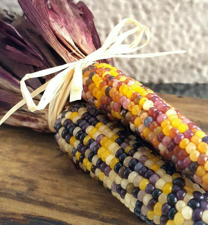 Red Husk Rainbow Ornamental Corn Seeds | Glass Gem Color Flint Popcorn Seed 2024