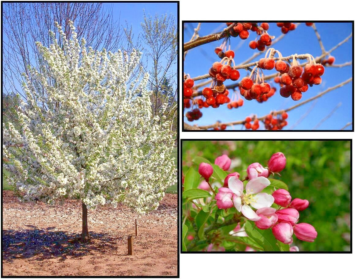 SUGAR TYME CRAB APPLE SEEDS – Malus ‘ Sugar Tyme “
