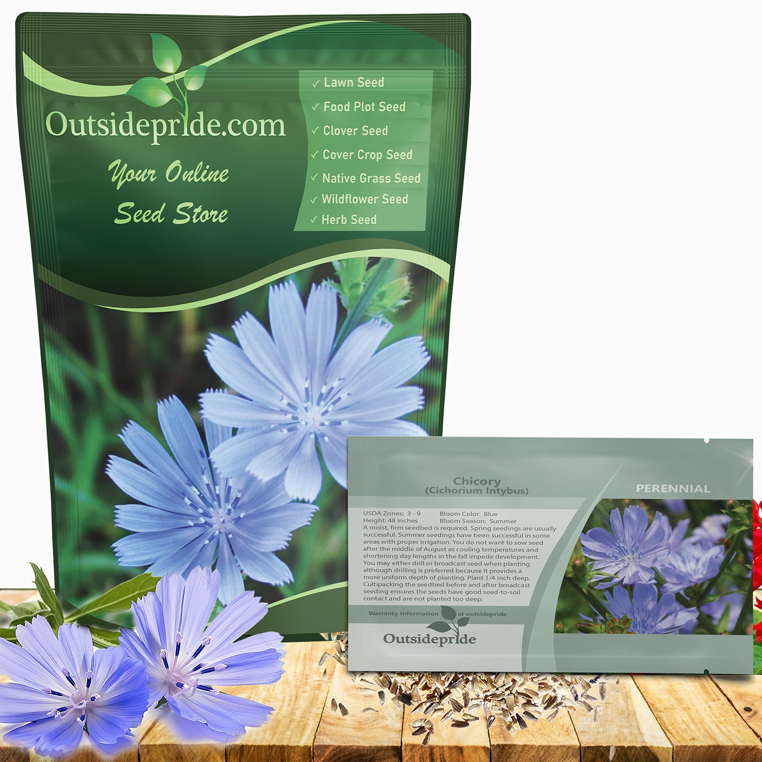 1 LB Blue Chicory Seeds For Planting | Cichorium Intybus Wild Flower Seed
