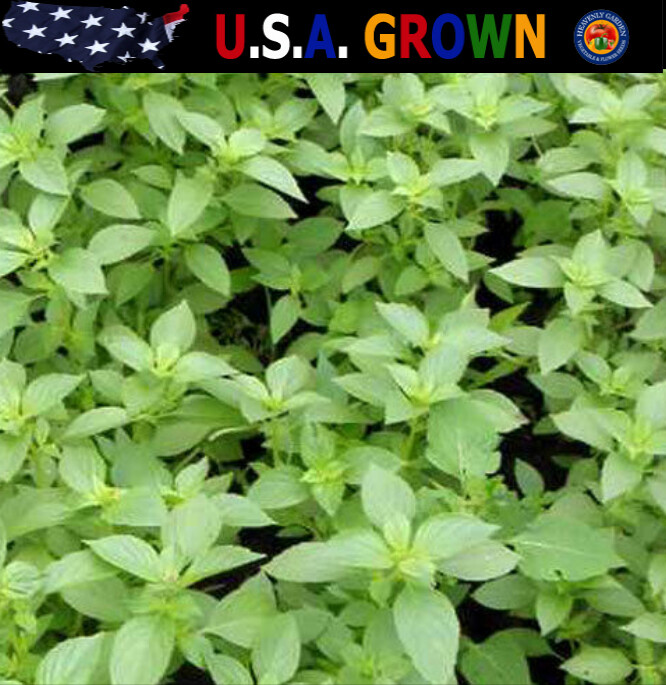 1oz Lemon Basil Seeds Culinary Garden Herb Heirloom (Approx 21,000 Seeds)