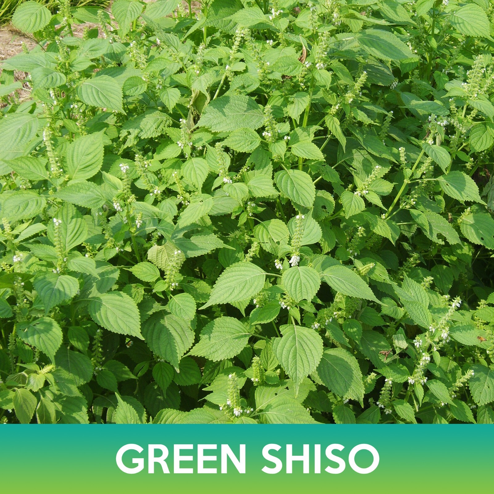 Green Shiso Seeds