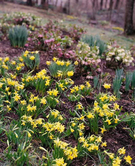 5 Miniature Daffodil BULBS ~ Mini Rock Gardens **FALL Planting