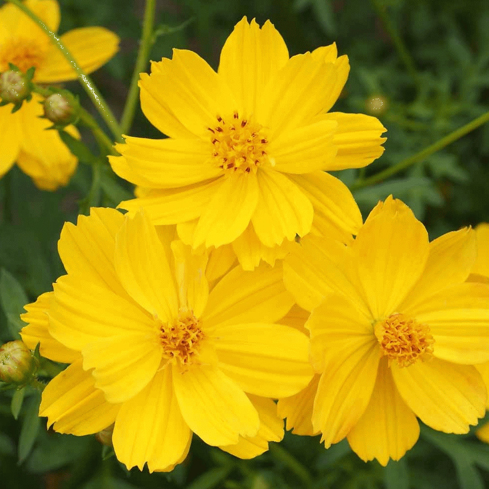 Cosmos Dwarf Lemon Sulphur Seeds 100 Ct YELLOW Flower Garden ANNUAL USA FREE S&H