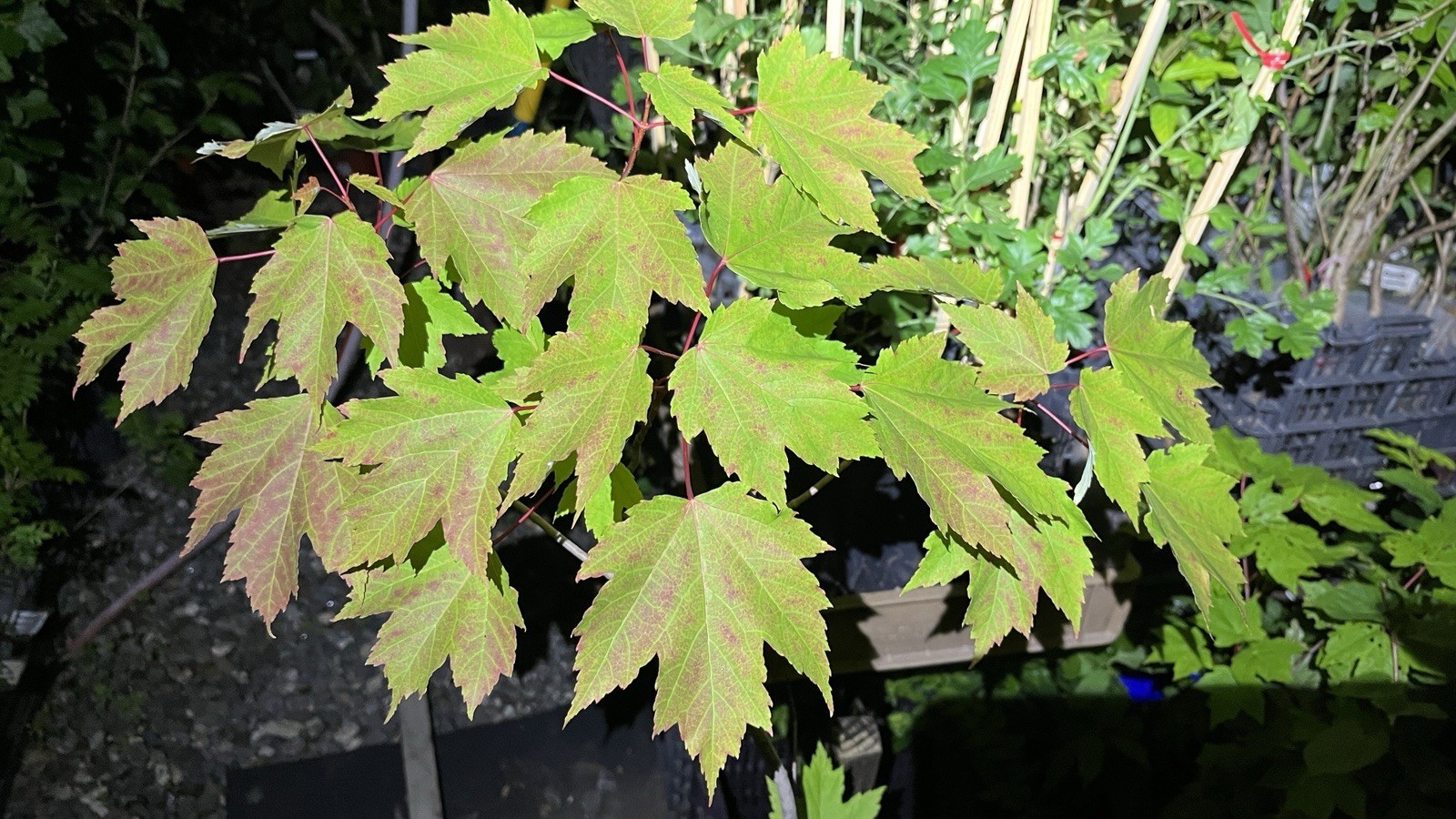 Exact plant 3-4 years old Silver Maple Acer saccharinum (dasycarpum)