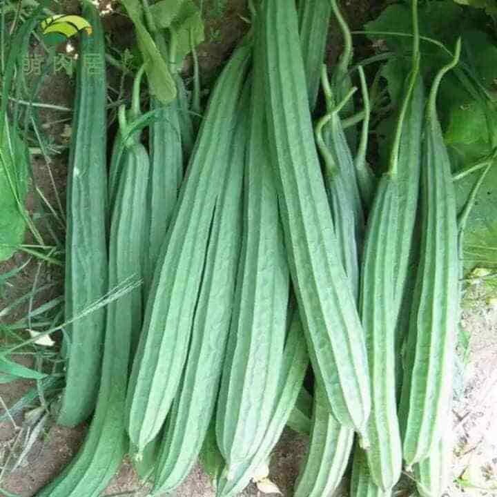 BONANZA ANGLED LUFFA GOURD SEEDS, HẠT MƯỚP KHÍA