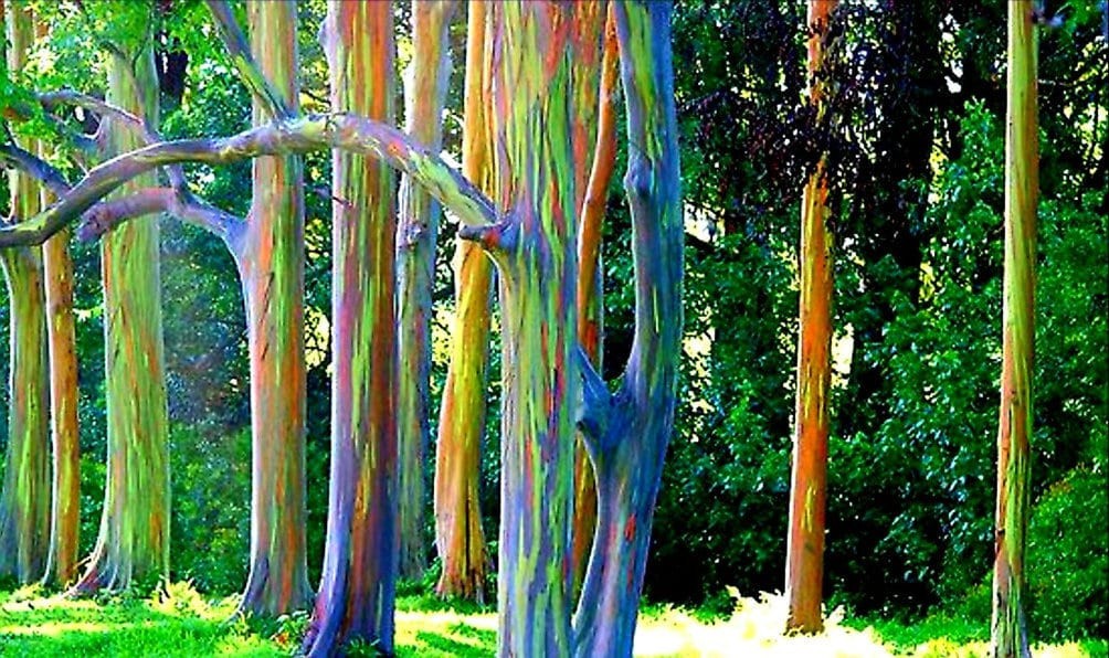 Eucalyptus Deglupta Rainbow Tree 25 Seeds Free Shipping!