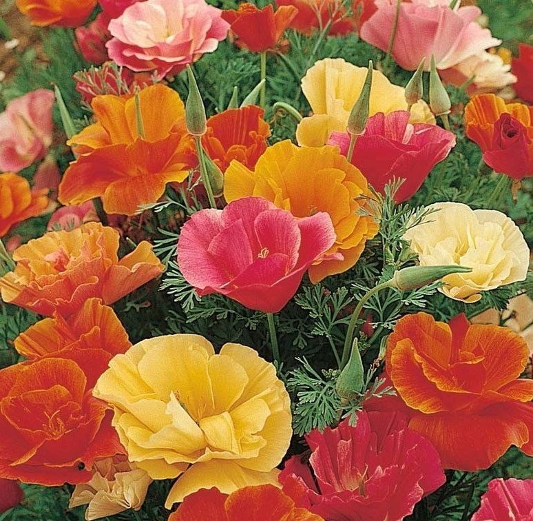 CALIFORNIA POPPY MISSION BELL SEEDS 300+ mixed COLORS flower GARDEN free SHIP