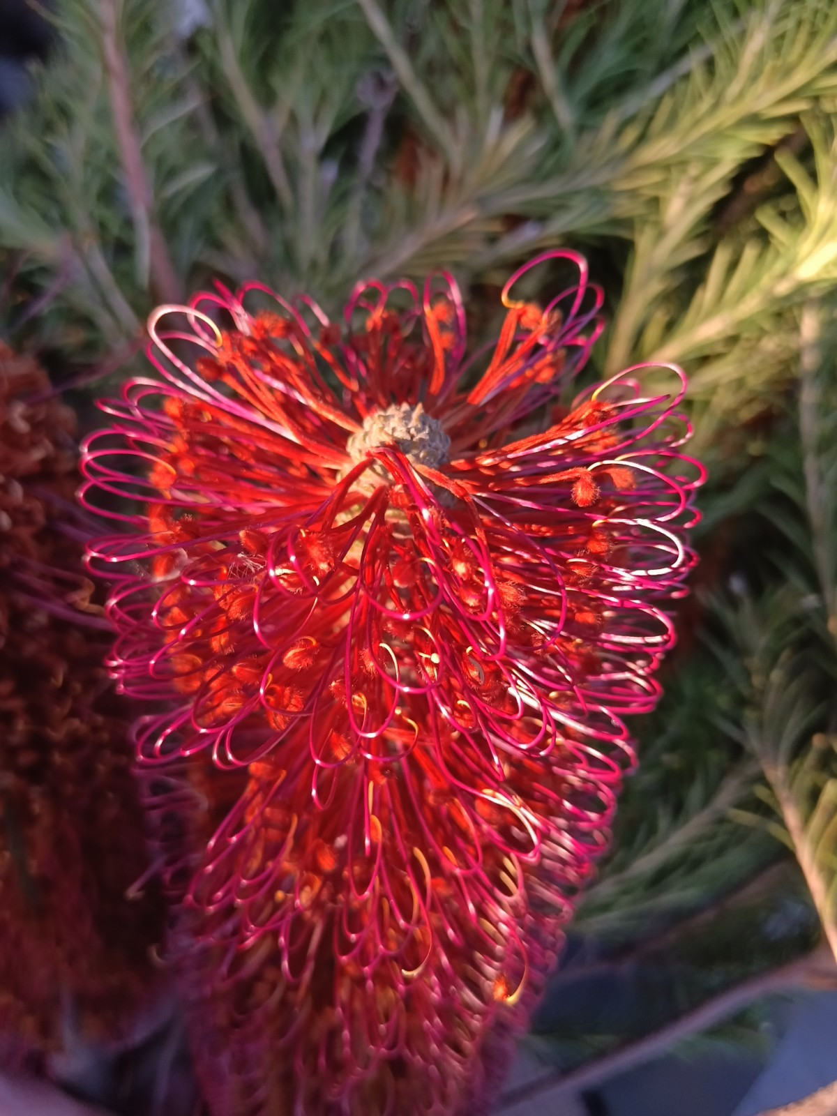 5 Lantern Banksia Tree Seeds “Fireworks” Exotic Flowering House Plant RARE