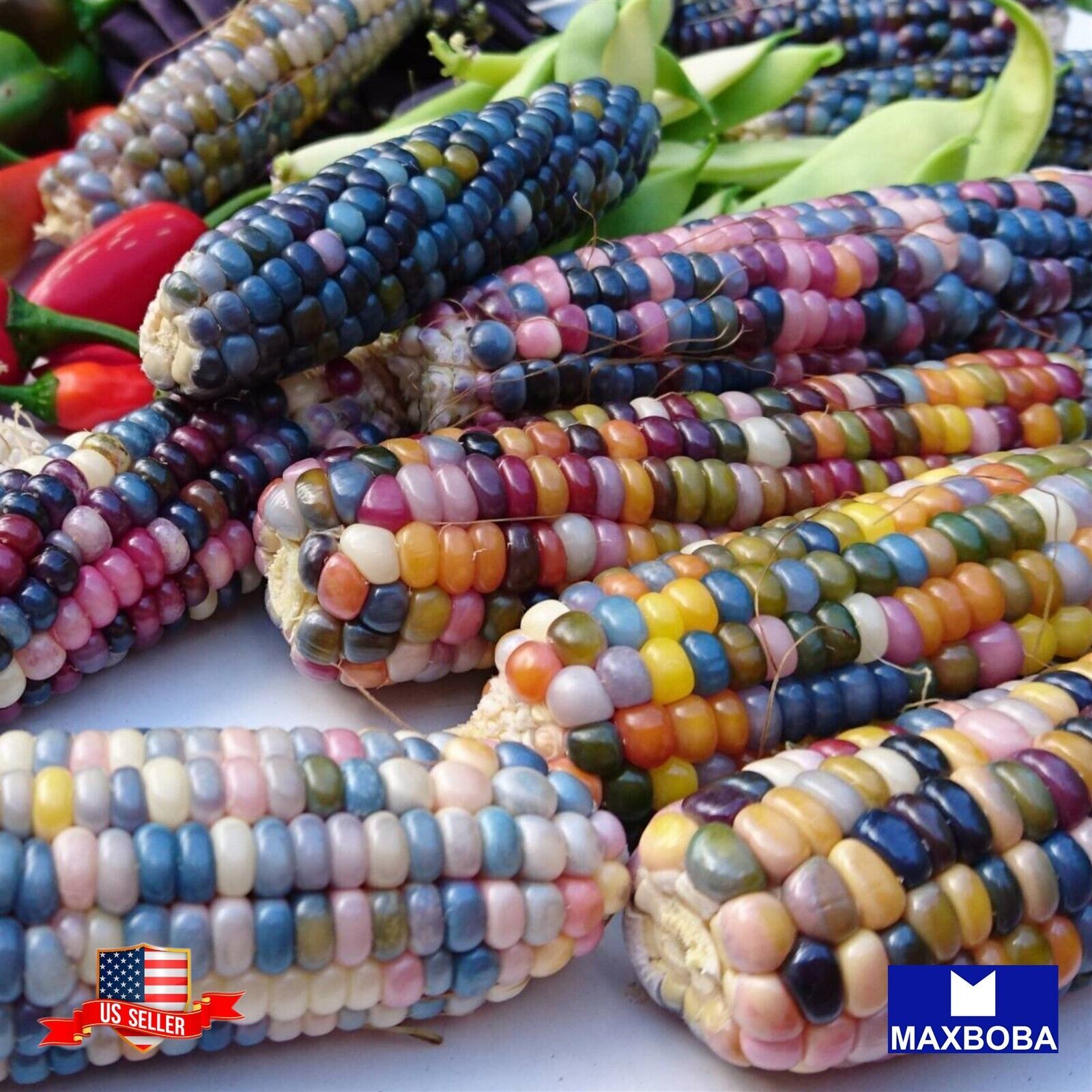 Corn Fresh Seeds – Popcorn Glass Gem Colorful Rainbow Kernels Non-GMO Vegetable