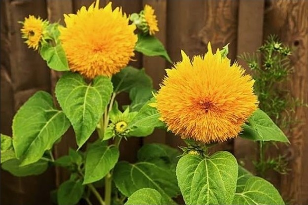 Sunflower “Teddy Bear” – 50 Seeds – Attracts Birds/Butterflies