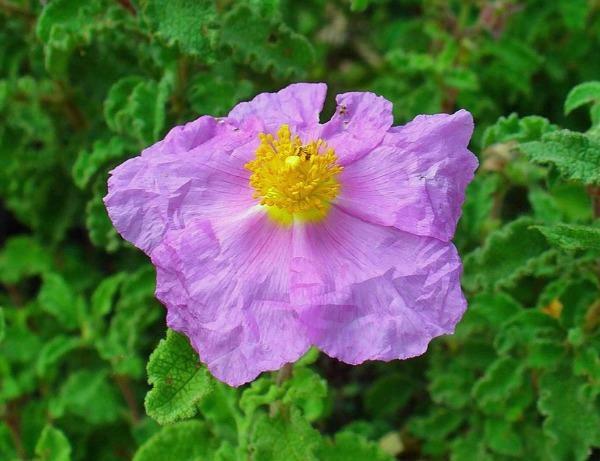 Cistus creticus | Rock Rose | Cretan Rockrose | Hoary Rock-Rose | 50 Seeds
